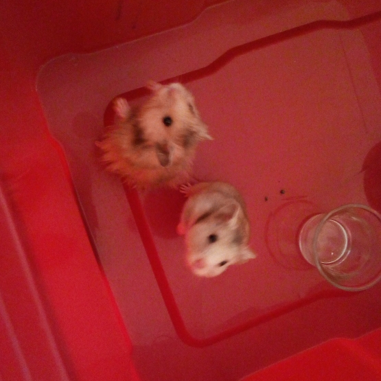 Image pour l'annonce Don de deux hamsters