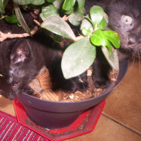 Image pour l'annonce donne 3 chatons  2 noir et 1 blans noirs
