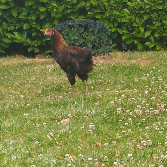 Image pour l'annonce Coq Araucana