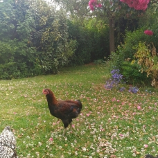 Image pour l'annonce Coq Araucana