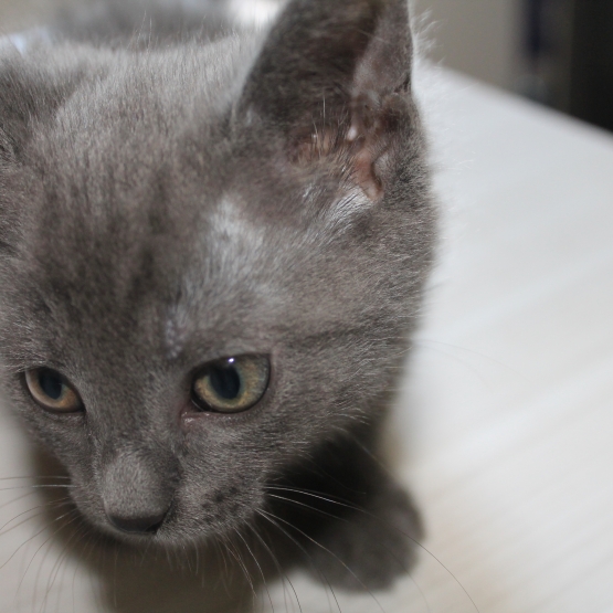 Image pour l'annonce Donne adorables chatons