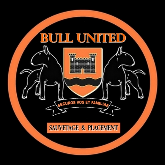 Image pour l'annonce Bull Terrier - Isorn