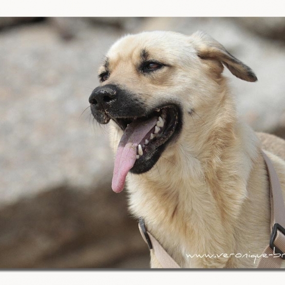 Image pour l'annonce Cadeau à adopter - Association ALMA