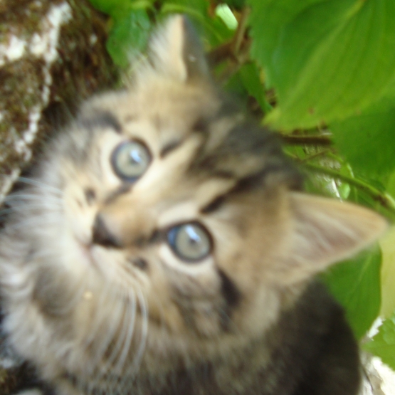 Image pour l'annonce donne chaton contre bons soins