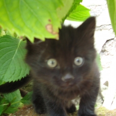 Image pour l'annonce donne chaton contre bons soins
