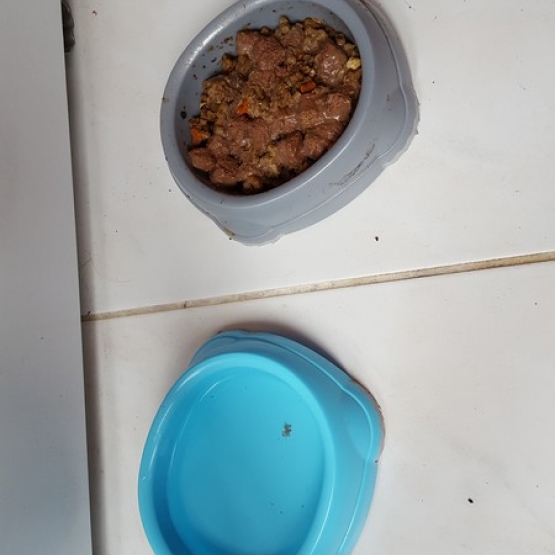 Image pour l'annonce Chaton femelle de 2 mois