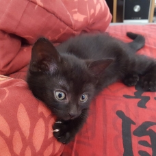 Image pour l'annonce Chaton femelle de 2 mois
