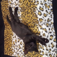 Image pour l'annonce Chaton femelle de 2 mois