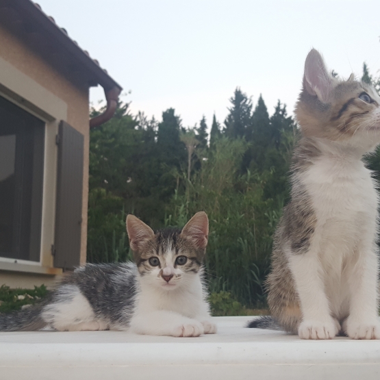 Image pour l'annonce Donne chaton femelle 2 mois