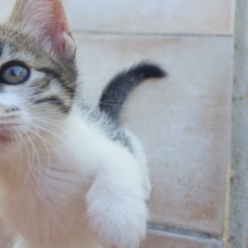 Image pour l'annonce Donne chaton femelle 2 mois