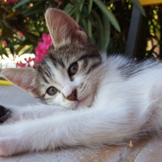 Image pour l'annonce Donne chaton femelle 2 mois