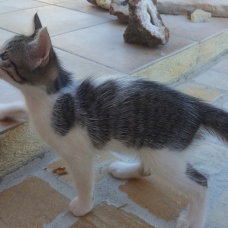 Image pour l'annonce Donne chaton femelle 2 mois