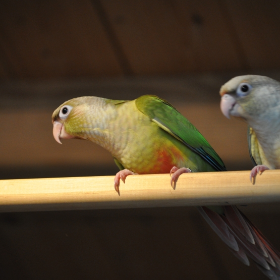 Image pour l'annonce Conure Pyrrhura molinae EAM