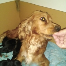 Image pour l'annonce A reserver chiots cocker anglais