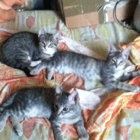 Image pour l'annonce donne 3 chatons