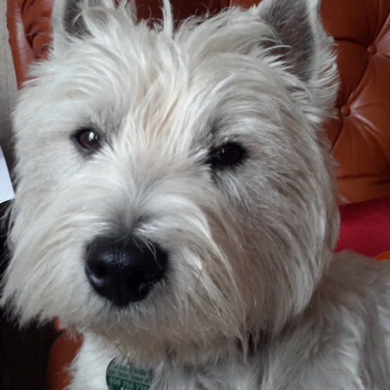 Image pour l'annonce cherche femelle westie pour saillie