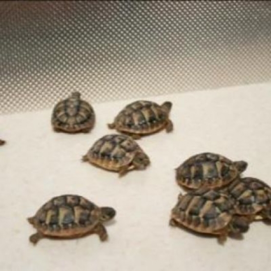 Image pour l'annonce Superbes Tortues terrestres Hermann Testudo Hermanni Hermanni