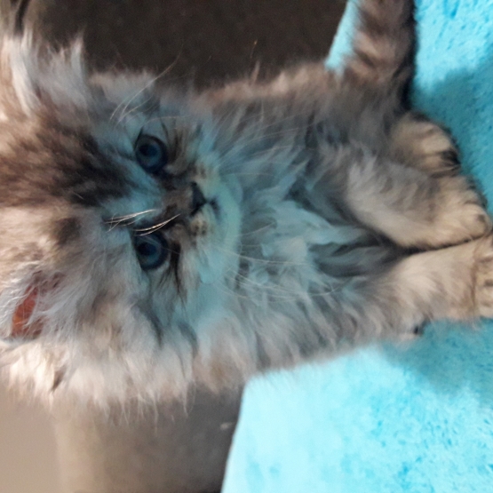 Image pour l'annonce Chatons Persan