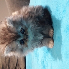 Image pour l'annonce Chatons Persan