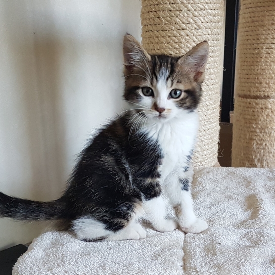 Image pour l'annonce Chaton femelle de 2 mois tigrée à adopter