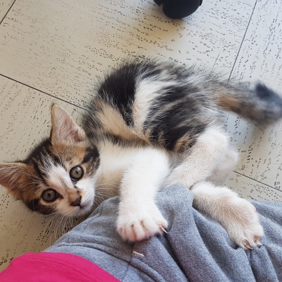 Image pour l'annonce Chaton femelle de 2 mois tigrée à adopter - ELLA