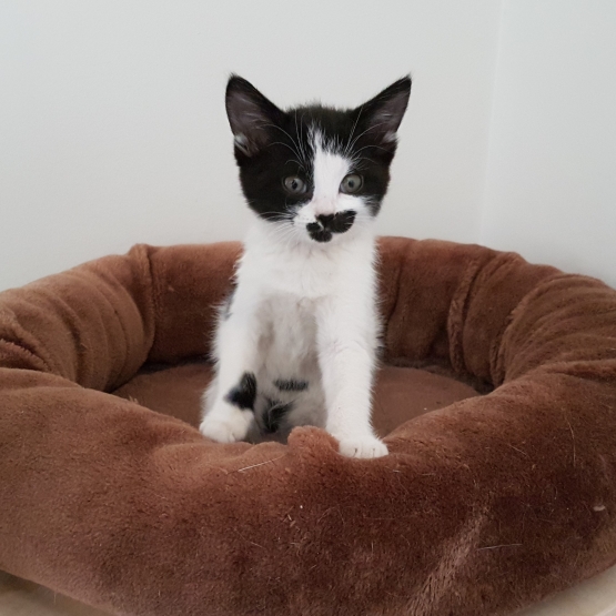 Image pour l'annonce Chaton femelle de 2 mois tigrée à adopter - ARIA