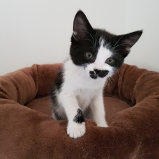 Image pour l'annonce Chaton femelle de 2 mois tigrée à adopter - ARIA