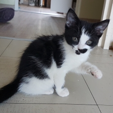 Image pour l'annonce 4 adorables chatons mâle et femelle de 2 mois
