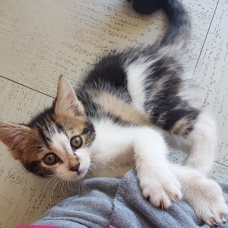 Image pour l'annonce 4 adorables chatons mâle et femelle de 2 mois