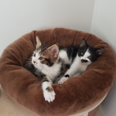 Image pour l'annonce Capucine, adorable chatone de 2 mois