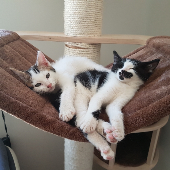 Image pour l'annonce Karma, adorable chaton de 2 mois