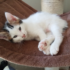 Image pour l'annonce Karma, adorable chaton de 2 mois