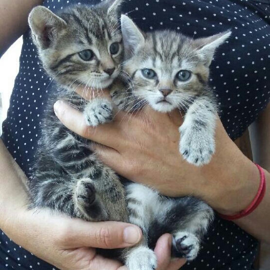 Image pour l'annonce Donne chatons males et femelles