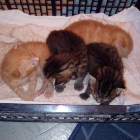 Image pour l'annonce Donne chaton