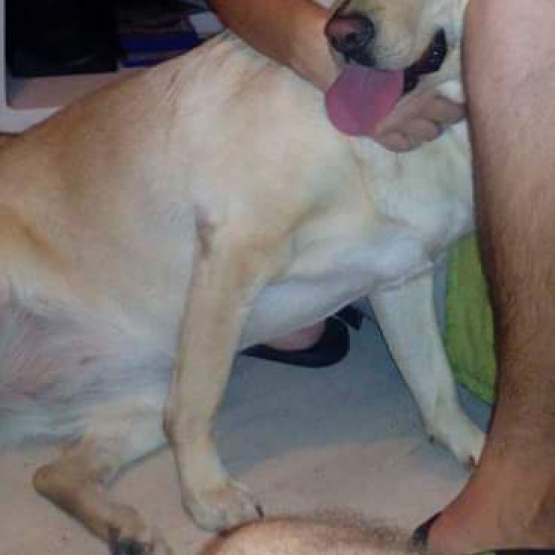 Image pour l'annonce Vends labrador