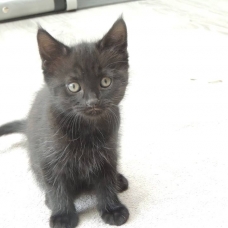 Image pour l'annonce Donne 2 chatons