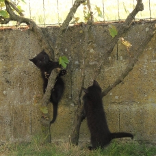 Image pour l'annonce Donne 2 chatons