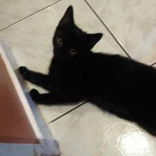 Image pour l'annonce Donne chatons