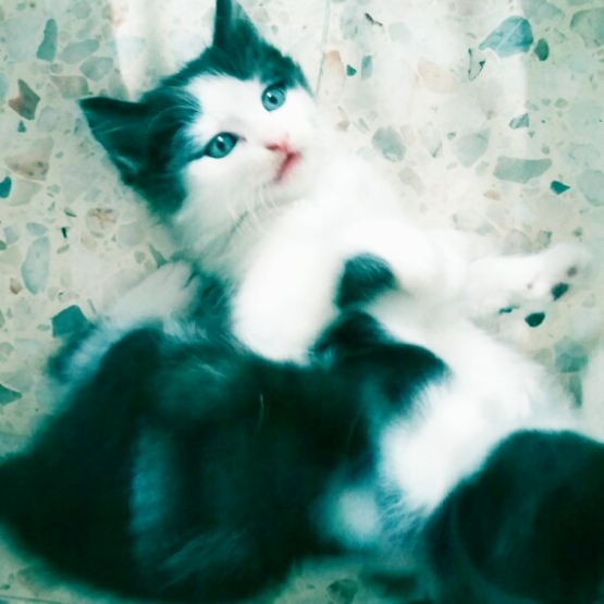 Image pour l'annonce Donne chaton