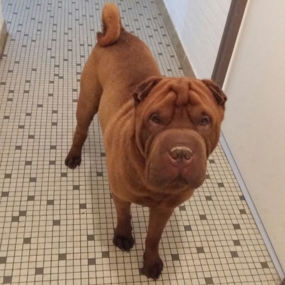 Image pour l'annonce saillie shar pei