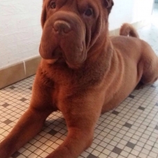 Image pour l'annonce saillie shar pei