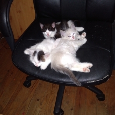 Image pour l'annonce Donne chatons