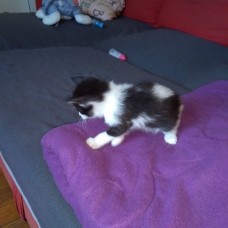 Image pour l'annonce Donne chatons