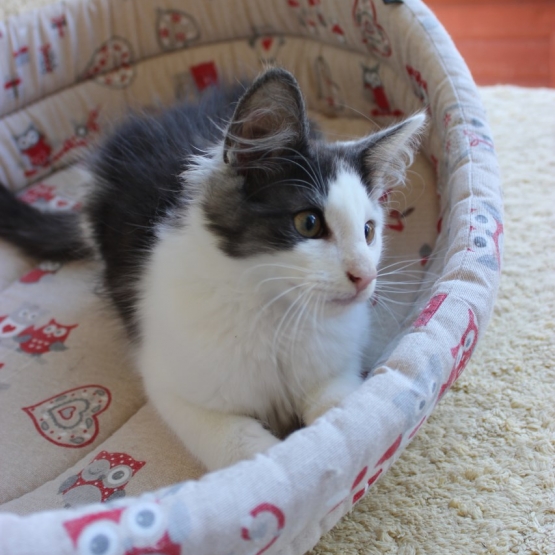 Image pour l'annonce Niagara chaton Norvégien LOOF