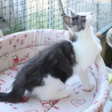 Image pour l'annonce Niagara chaton Norvégien LOOF
