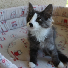 Image pour l'annonce Noir désir Magnifique chaton Norvégien LOOF