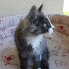 Image pour l'annonce Noir désir Magnifique chaton Norvégien LOOF