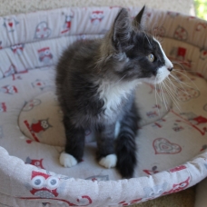 Image pour l'annonce Noir désir Magnifique chaton Norvégien LOOF