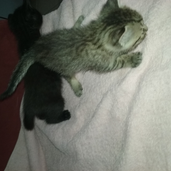Image pour l'annonce donne chatons contre bon soins