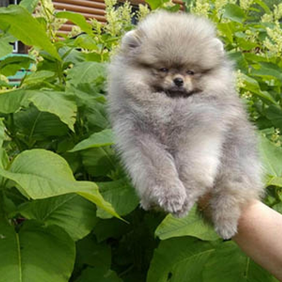 Image pour l'annonce Très beaux Micro Spitz Pomeranien Nain Sable